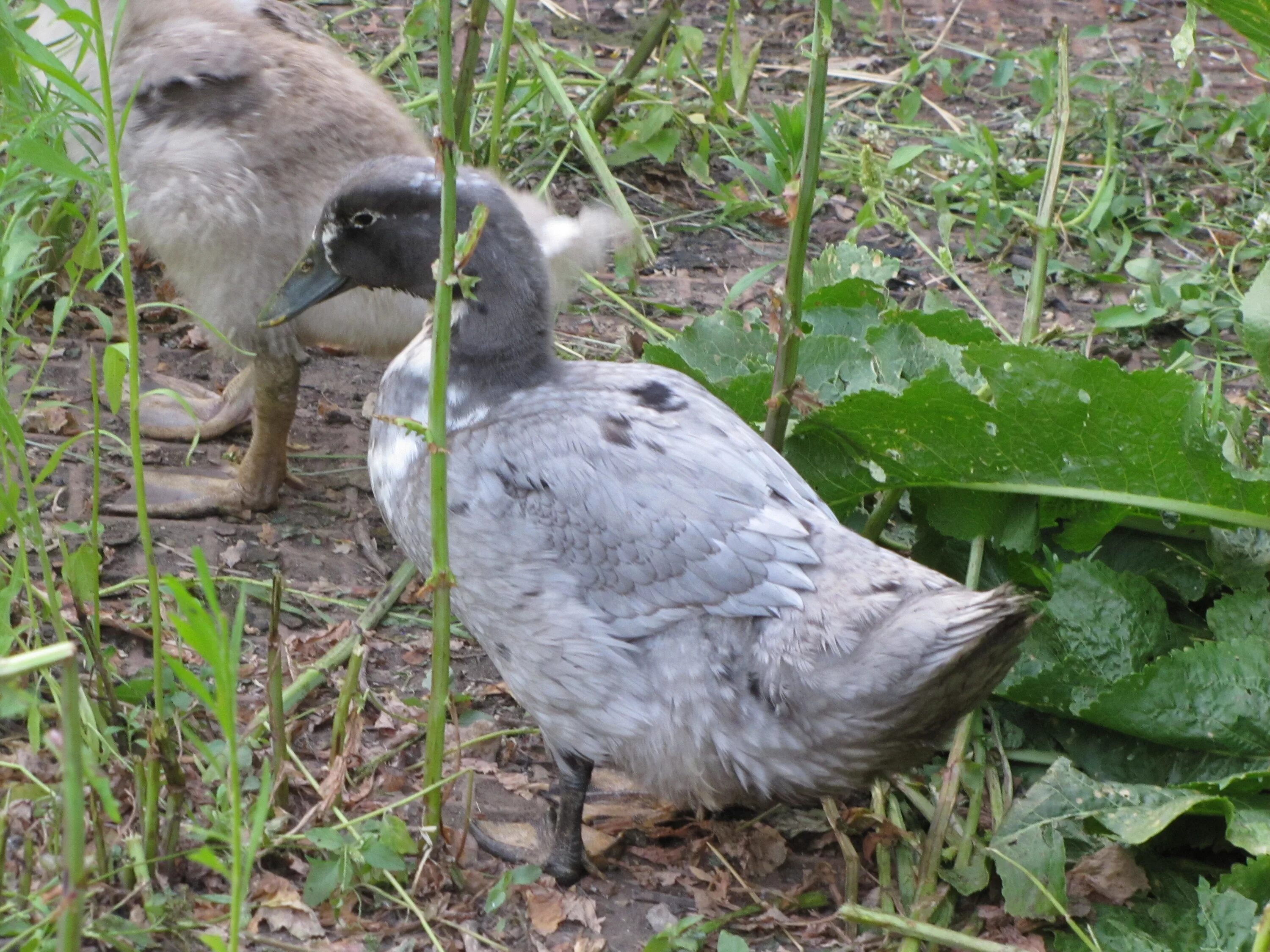 Утка фаворит описание породы. Утки породы фаворит. Утята порода голубой фаворит. Утки голубой фаворит. Утята порода голубой фаворит.
