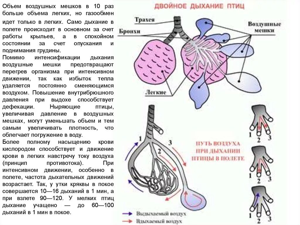 Дыхание птиц воздушные мешки. Дыхательная система птиц двойное дыхание птиц. Схема двойного дыхания. Двойное дыхание у птиц происходит. Система двойного дыхания у птиц.