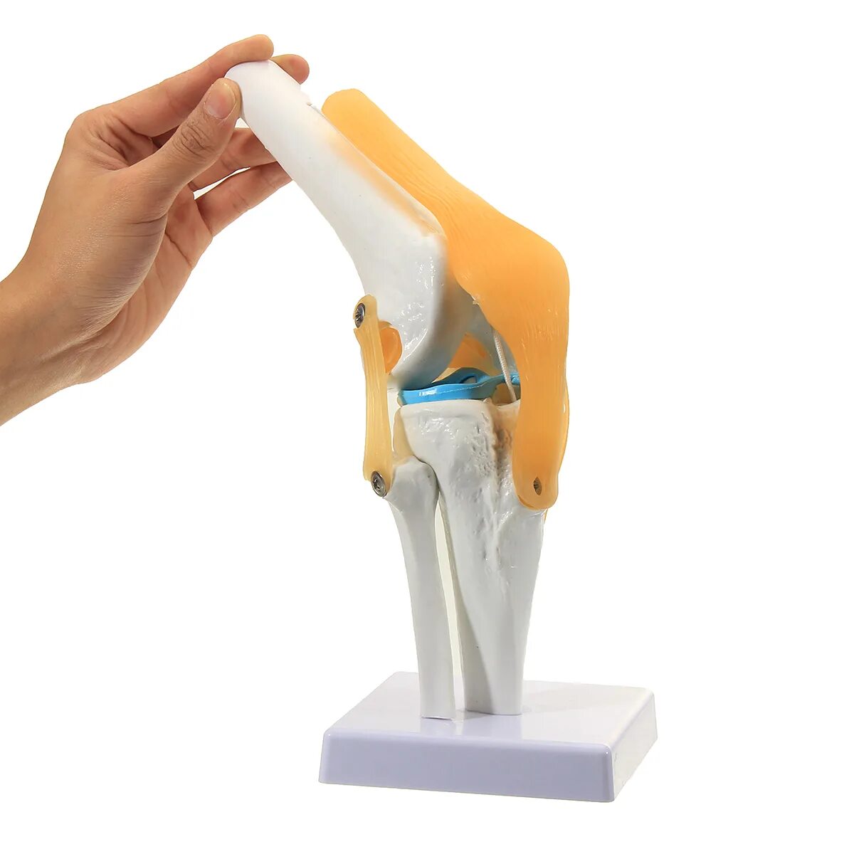 Анатомическая модель коленного сустава. Муляж сустава. Макет сустава. Макет коленного сустава.