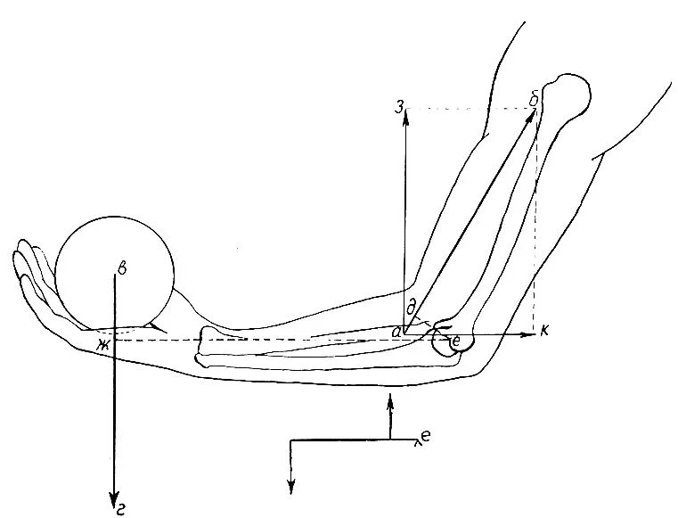 2 рычаг в скелете человека. Локтевой сустав как рычаг. Рычаги в природе локтевой сустав. Рычаг схема. Рычаг предплечья.