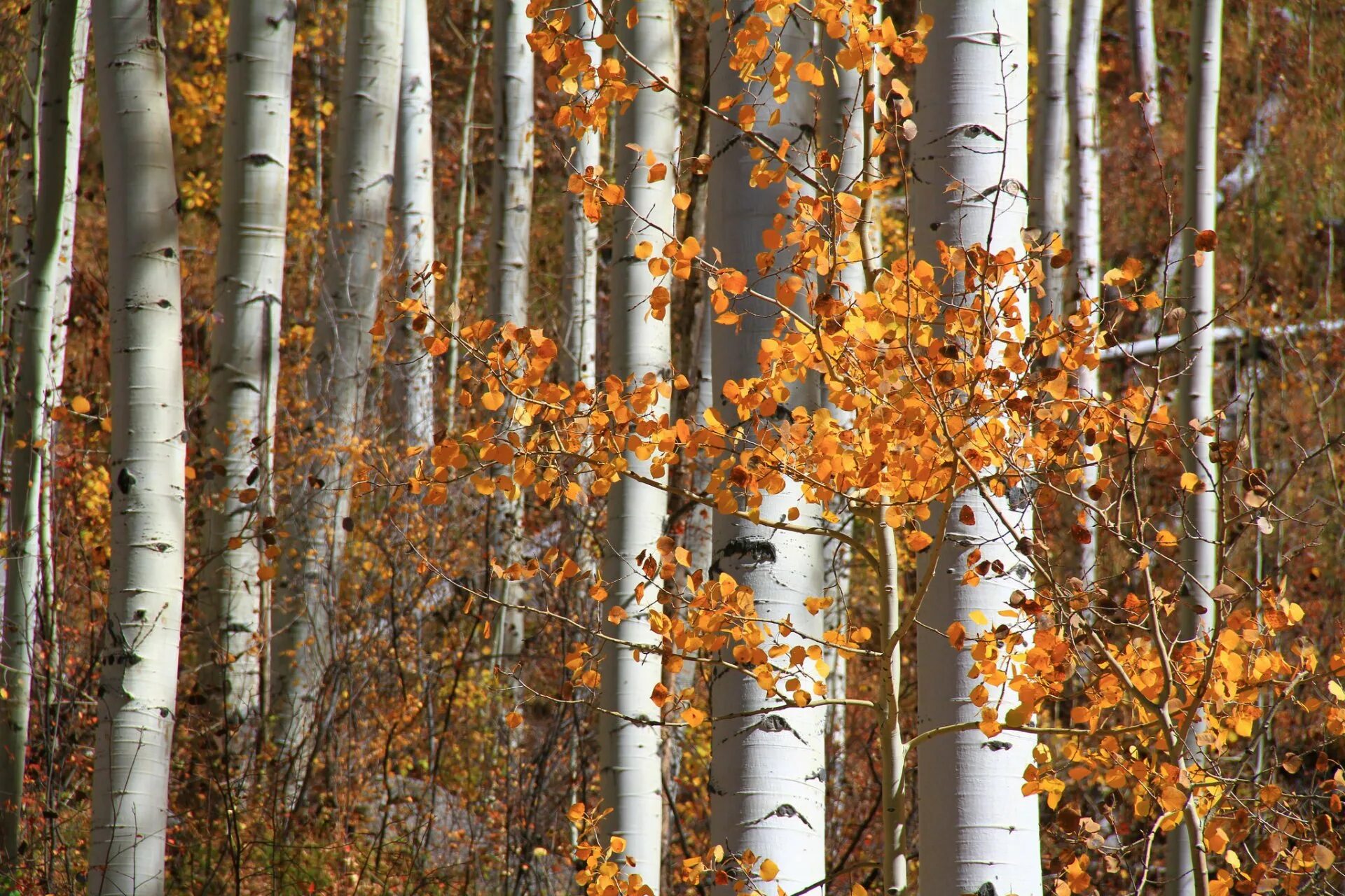 Осина (Populus tremula). Осина Лесная. Осиново березовый лес. Осины Колорадо. Осинка листья осенью