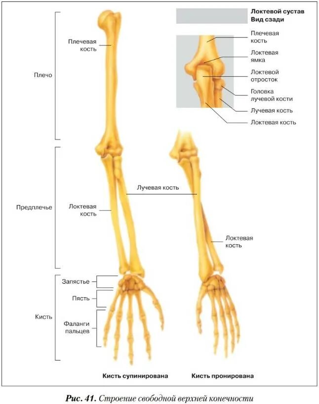 Лучевая и локтевая кость анатомия расположение. Лучевая кость строение скелета. Строение кисти лучевая кость. Кости предплечья анатомия строение.