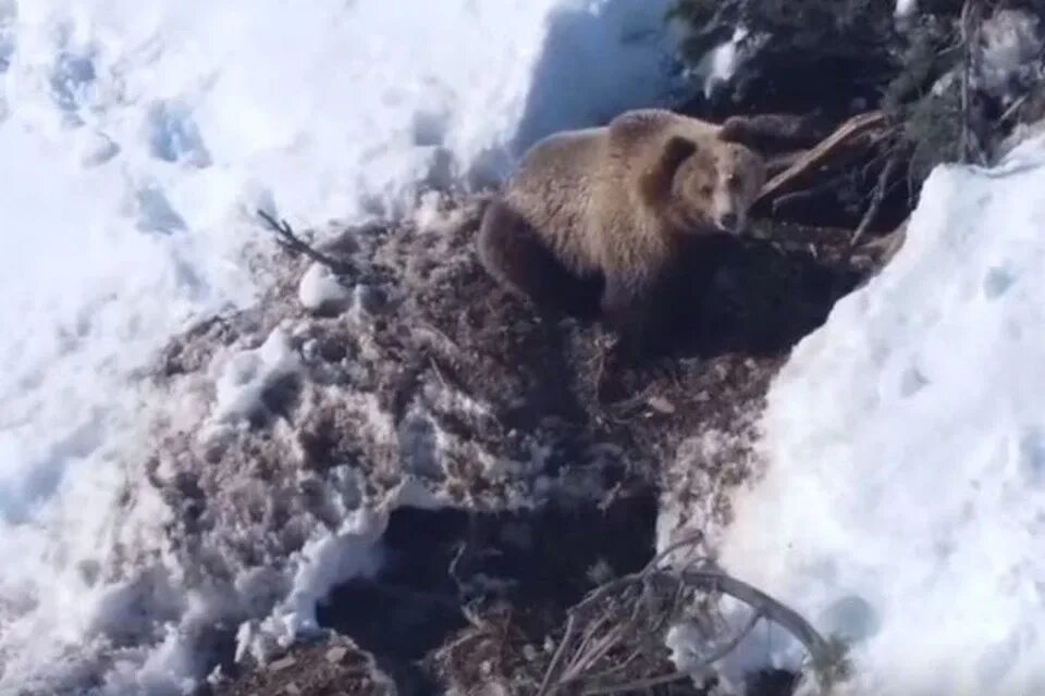 Вытащили из берлоги. Медведь в спячке. Медведь после спячки. Медведь выходит из спячки. Медведь выходит из берлоги.