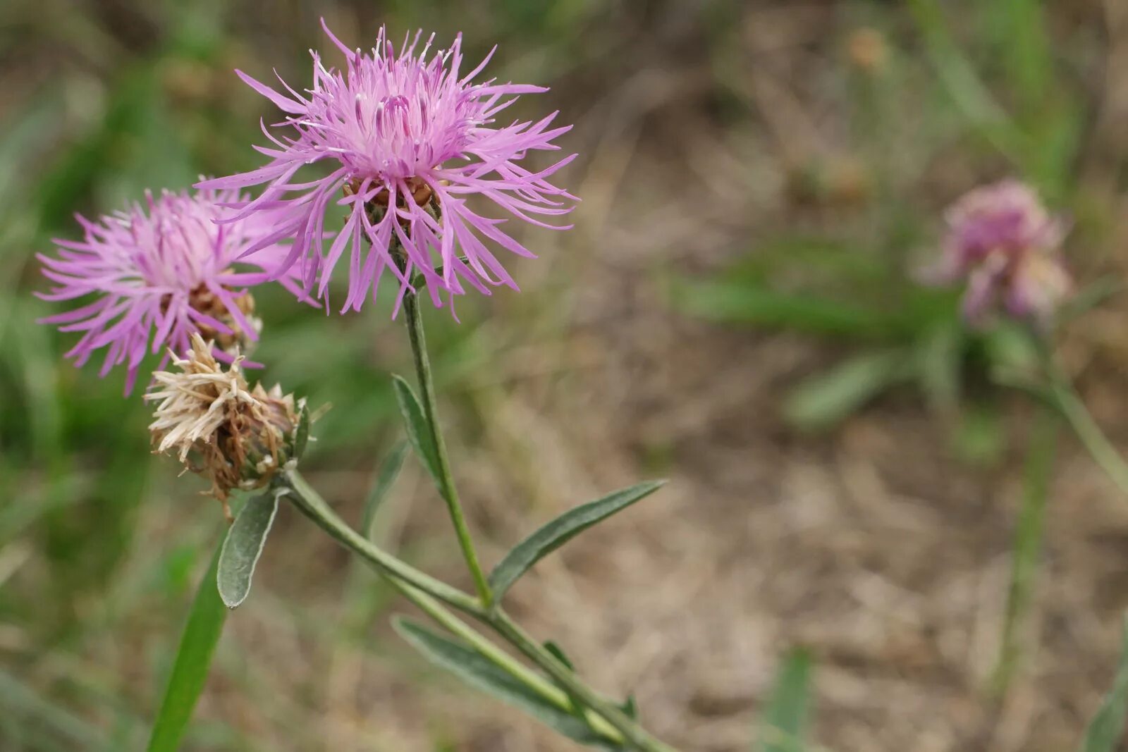 василек русский. василек талиева - centaurea taliewii. василек талиева - centaurea taliewii. василек русский centaurea ruthenica lam. василек талиева - centaurea taliewii.