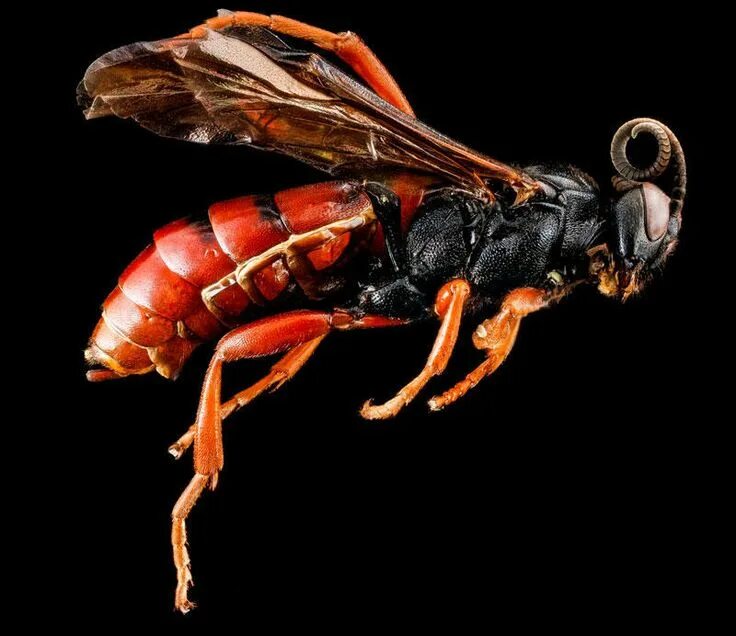 Членистоногие это. Членистоногие. членистоногие (arthropoda). необычные беспозвоночные насекомые. членистость у насекомых.