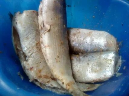 Засолка мороженной рыбы