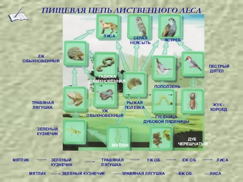 Пищевая сеть в лиственном лесу. Пищевая цепь лиственного леса. Цепочка питания лиственного леса. Пищевые цепи в лиственном лесу. Цепь питания березы