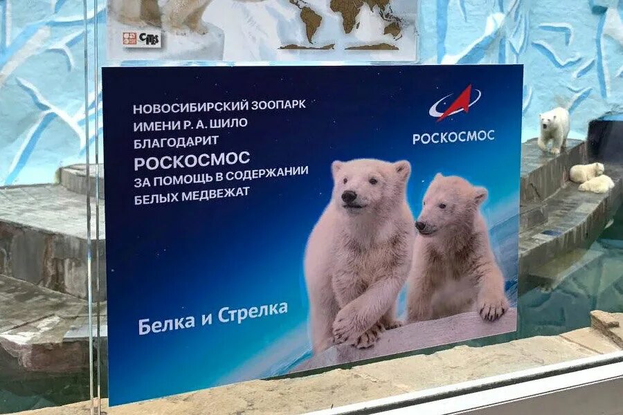 Белка и стрелка новосибирский зоопарк. Медведь в зоопарке. Белка и стрелка в новосибирском зоопарке. Животные новосибирского зоопарка. Зоопарк новосибирск медведи.