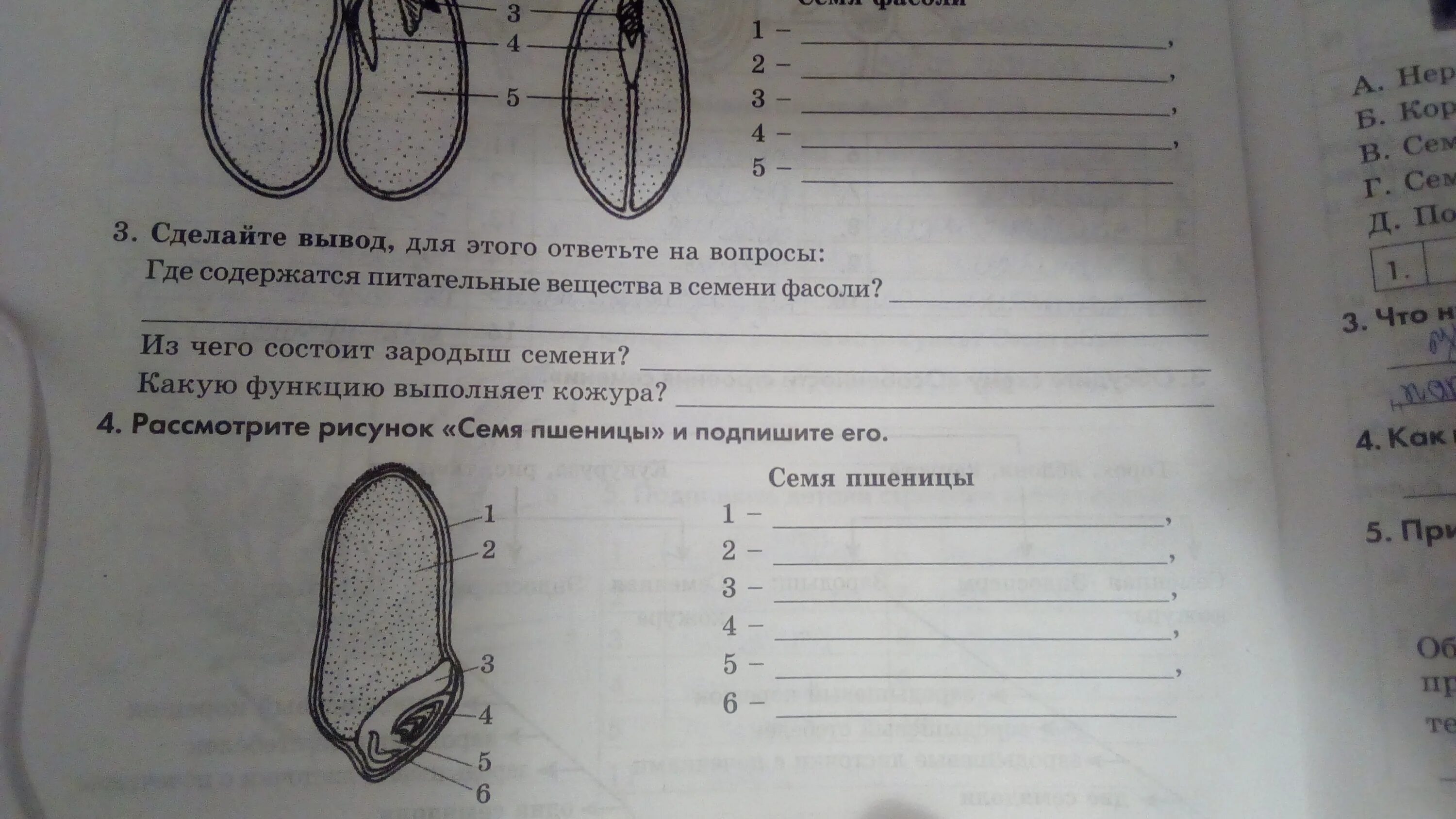 Вопросы по биологии 6 класс. Рисунок 109 биология 6 класс. Рис 95 биология 6 класс. Тренажер по биологии 6 класс. Решу ру биология 6 класс