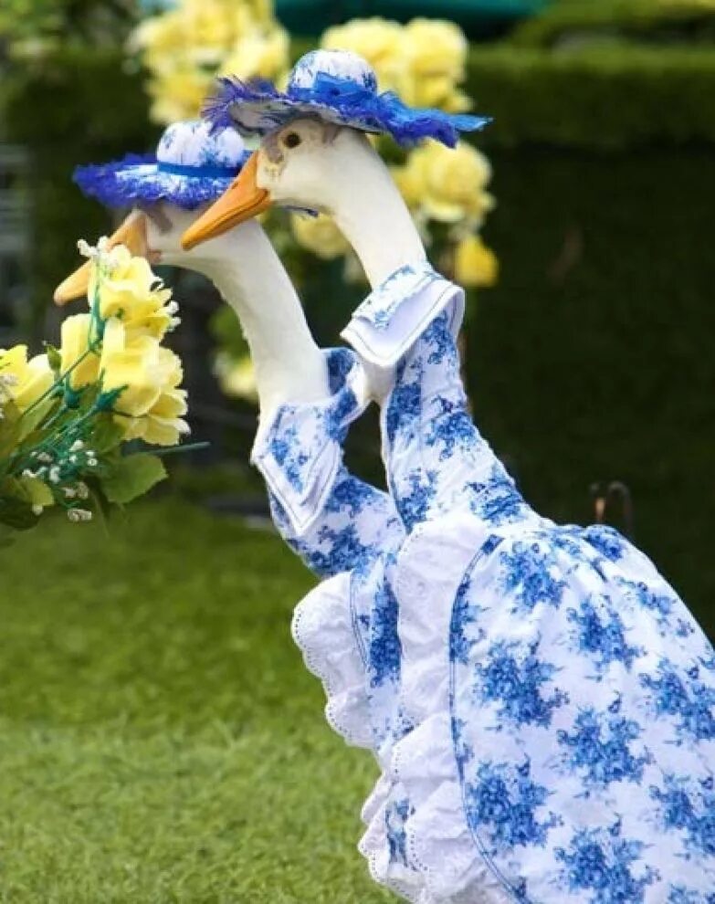 гусь одежда. украшение гуся на свадьбу. утиный показ мод в сиднее. утиный показ мод в сиднее. показ мод для уток в сиднее.