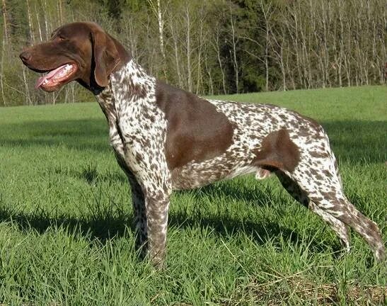 Немецкий пойнтер курцхаар. Порода собак бигль. Охотничья собака 8 букв на р. Порода бигль харьер. Еленская гончая.