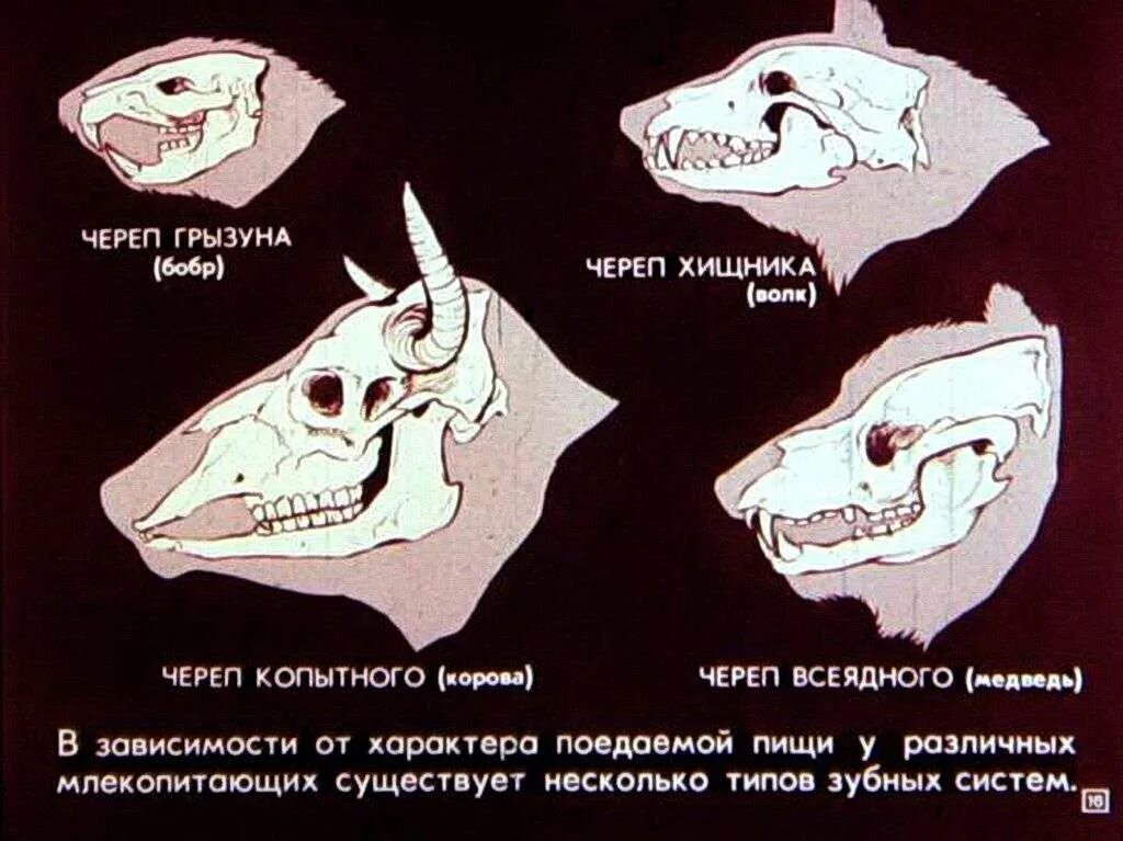 Череп хищных и травоядных. Строение зубов травоядных. Череп травоядного млекопитающего. Строение черепа хищников и травоядных. Клыки используются для у млекопитающих