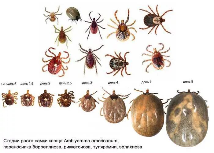 Гвоздика от клещей. Стадии клеща по дням. Стадии роста самки клеща. Размер клеща по дням. Стадии роста клеща по дням.