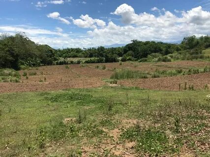 Lot farm