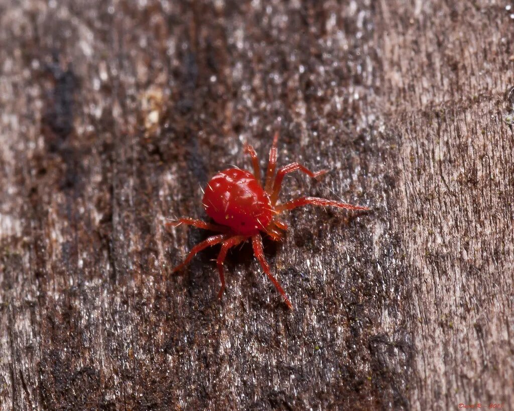 Ред спайдер. Красный Спайдер паук. Кровяной паук красный. Маленький красный паучок. Мелкие красные паучки.