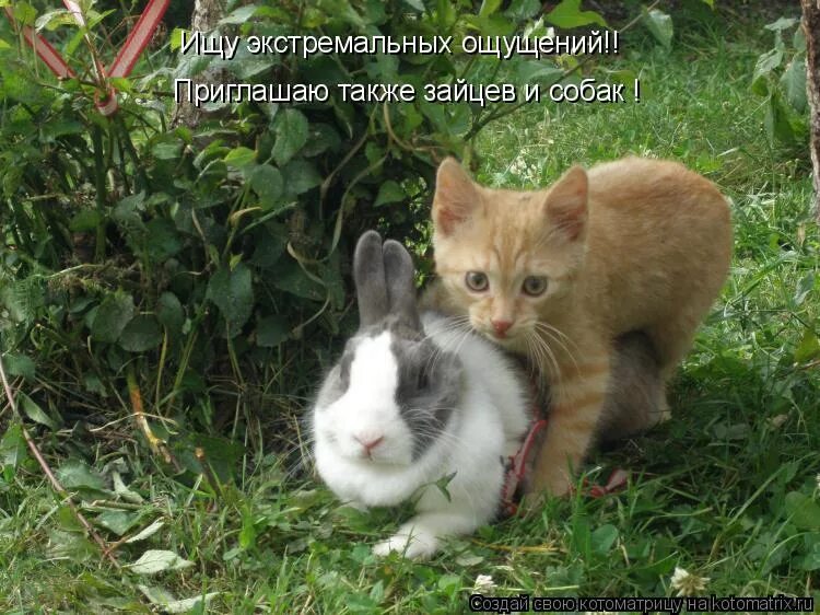 кот с заячьими ушами. у кота также как зайца песня. кот в шапке зайца качает головой гифки. текст песни зайка. есенин шапка из кота.