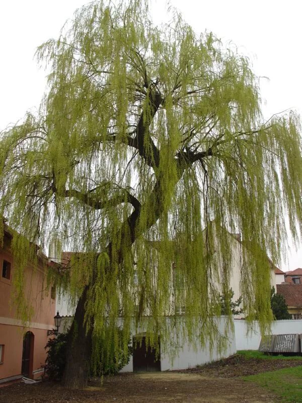 ива белая плакучая тристис. тополь пирамидальный ширина кроны. ива ломкая шаровидная диаметр кроны. ива ломкая диаметр кроны. ива белая плакучая тристис.