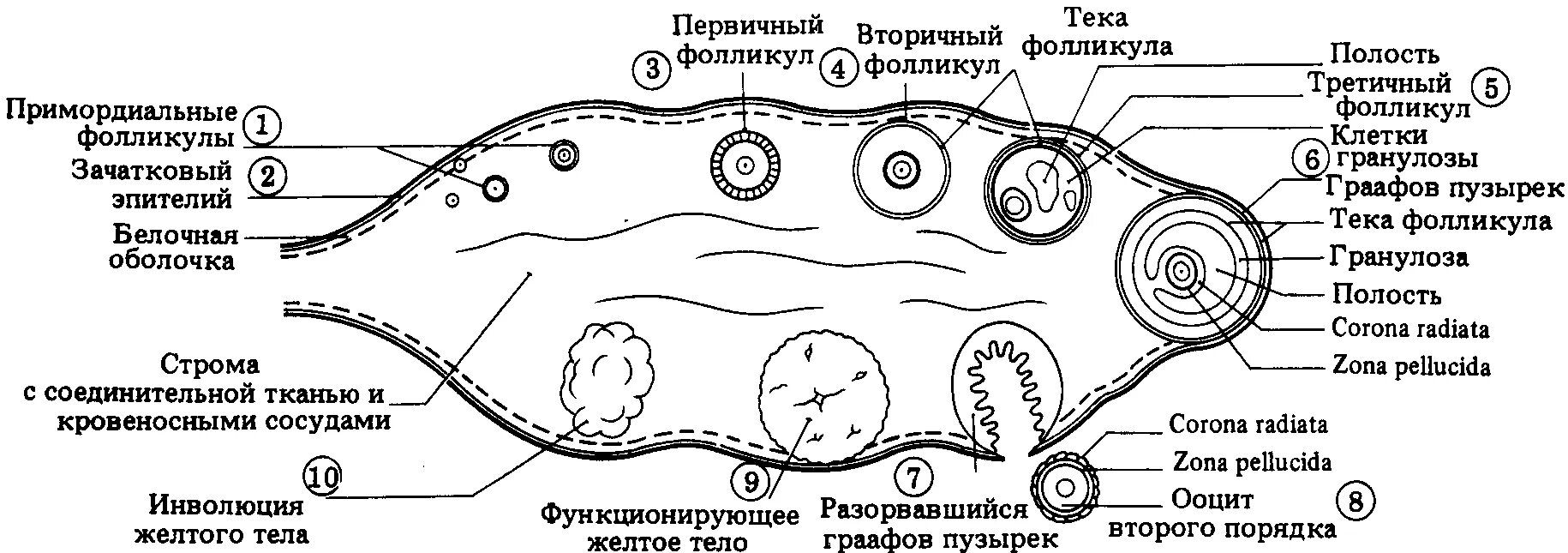 Фазы созревания яйцеклетки схема. Схема развития фолликулов яичника. Фазы созревания яйцеклетки анатомия. Этапы развития доминантного фолликула. Развитие половых клеток в яичнике