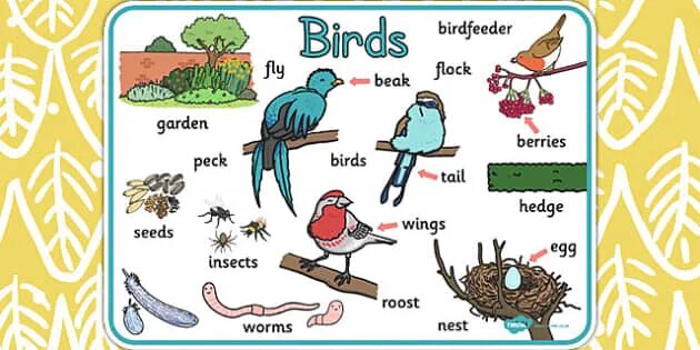 Птицы на английском. Bird на английском для детей. Birds in English for Kids. Birds Vocabulary.