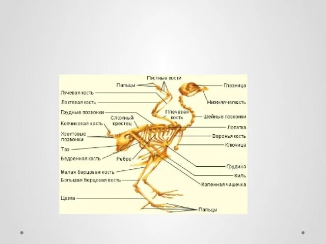 Опорная система птиц. Опорно двигательная система птиц мускулатура. птицы опорно-двигательная система скелет. класс птицы скелет и мускулатура. строение опорно двигательной системы птиц.