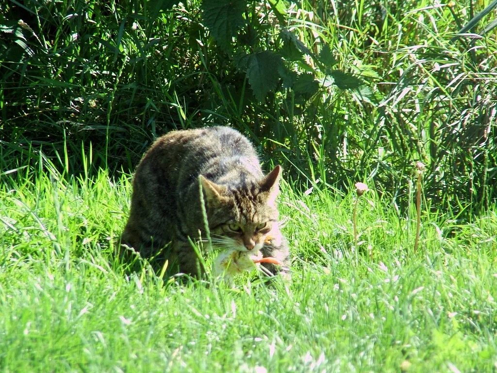 Лесной камышовый кот. Европейский камышовый кот. Европейский дикий Лесной кот.