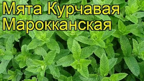 Марокканская мята