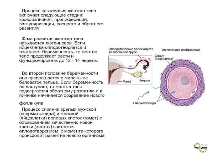 Образование женских половых клеток происходит. Стадии развития оплодотворения яйцеклетки. Процесс формирования яйцеклетки схема. Процессы развития оплодотворенной яйцеклетки. Процесс оплодотворения яйцеклетки сперматозоидом.