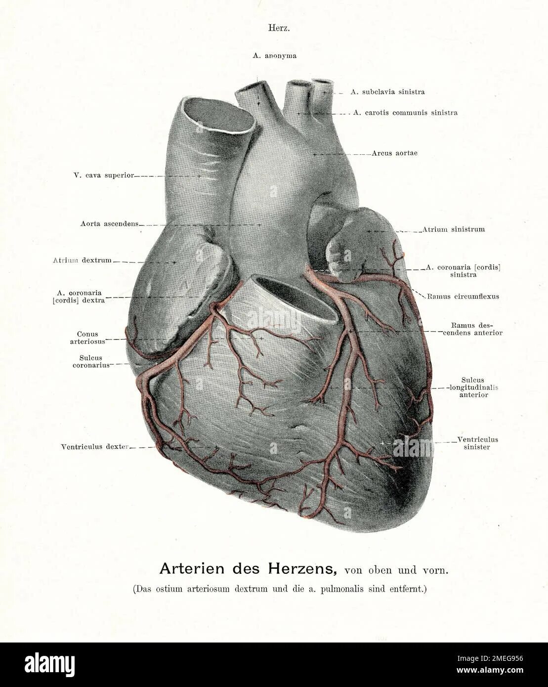 Cordis латынь. Линия высокого давления cordis. atrium cordis sinistrum. facies diaphragmatica cordis в грудной клетке.