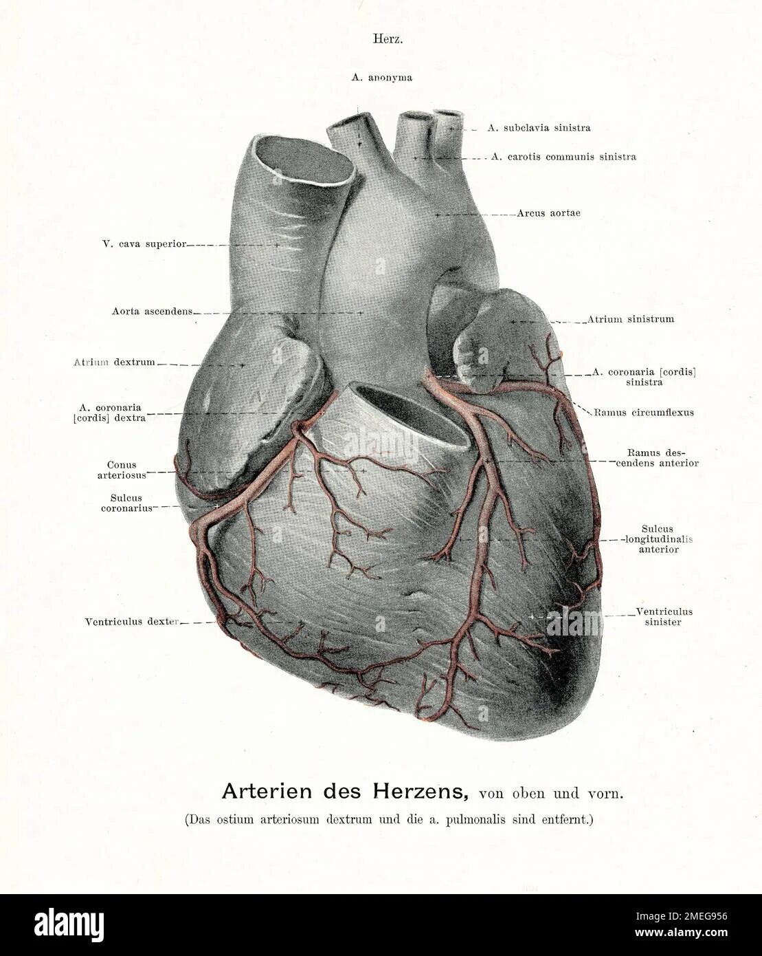 Cordis латынь. Линия высокого давления CORDIS. Atrium CORDIS Sinistrum. Facies diaphragmatica CORDIS В грудной клетке.