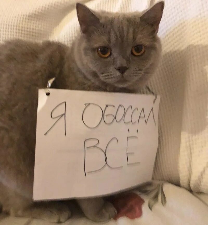 Не верь коту он ел. Не верь коту он ел