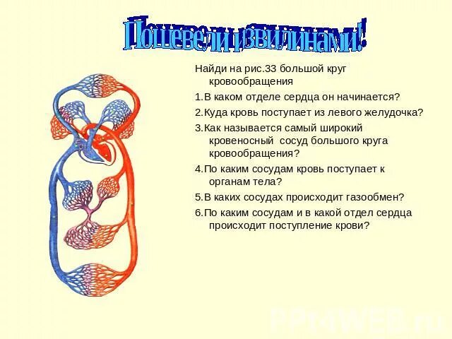 В каком отделе сердца заканчивается большой круг. Отдел сердца в котором начинается малый круг кровообращения. малый круг кровообращения с отделами сердца. отдел в котором начинается малый круг кровообращения указан. из левого желудочка начинается круг кровообращения.