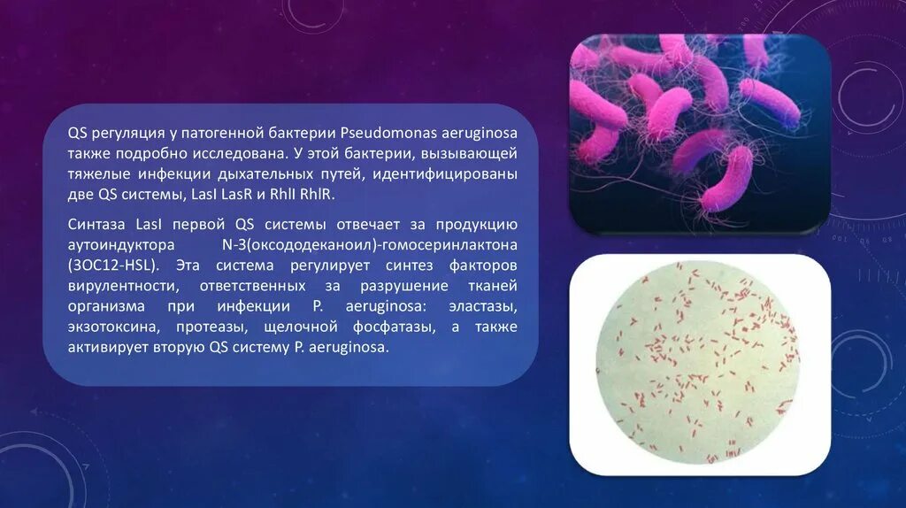 Болезнетворная бактерия 6. Псевдомонас аэругиноза. Quorum Sensing у бактерий. Quorum Sensing микробиология. Факторы риска Pseudomonas aeruginosa.