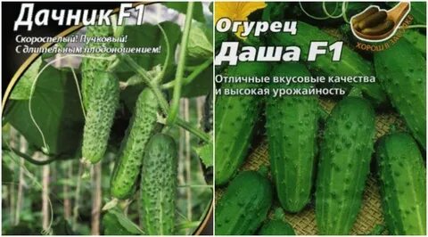 Лучшие сорта огурцов для открытого грунта урала
