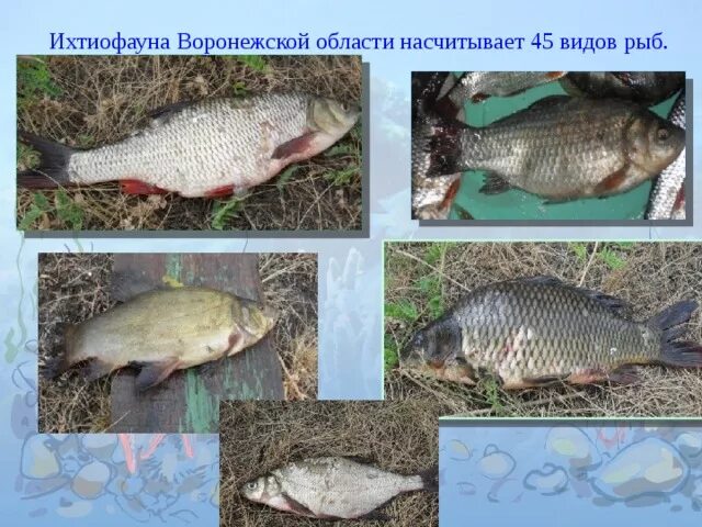 Какие животные обитают в дону. Рыбы реки дон. рыбы которые водятся в дону.