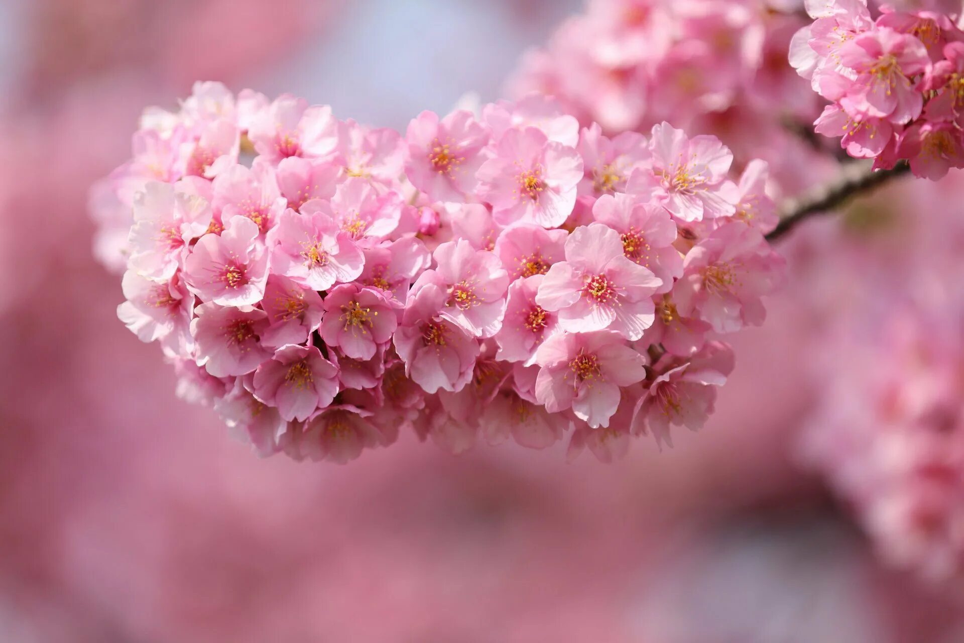 Pink cherry blossom. Сакура пинк. Нежные весенние цветы. Вишни в цвету. Сакура палитра.