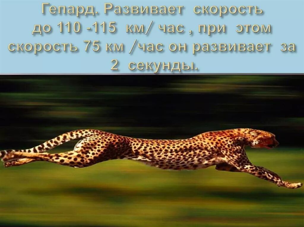 Сколько километров в час пробегает. Скорость гепарда км/ч. Максимальная скорость Гепар. Максимальная скорость гепарда. Гепард скорость бега км/ч.