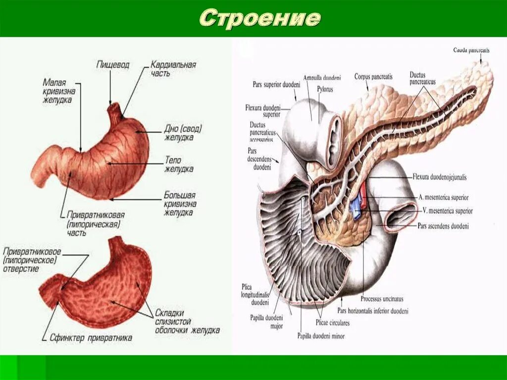 Кардиальный латынь. Строение желудка тело свод. Малая кривизна двенадцатиперстной кишки. Кардиальная часть желудка анатомия. Двенадцатиперстная кишка анатомия строение.