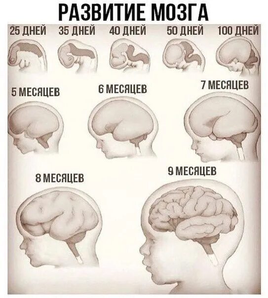 Brain год. Мозг ребенка. Формирование мозга. Формирование мозга у ребенка.