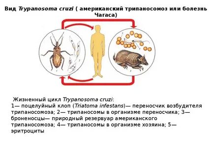 Хозяин возбудителя