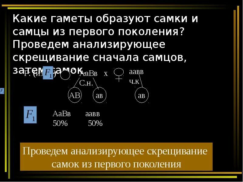 Сколько типов гамет образует потомок от анализирующего. Анализирующее скрещивание гаметы. При анализирующем скрещивании гаметы какие. Какие гаметы образуются у самцов. Сколько типов гамет может образовать самка? Задача.