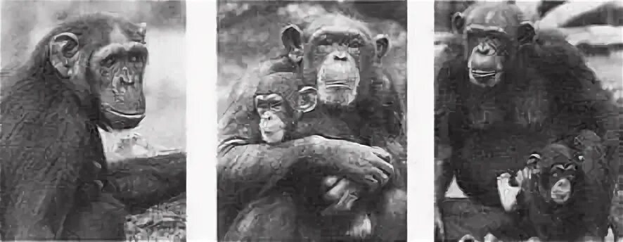 У шимпанзе в соматических клетках 48. Де Вааль политика у шимпанзе. Политика у шимпанзе Франс де Валь. Франс де Вааль «политика у шимпанзе» обзор. Политика шимпанзе книга.