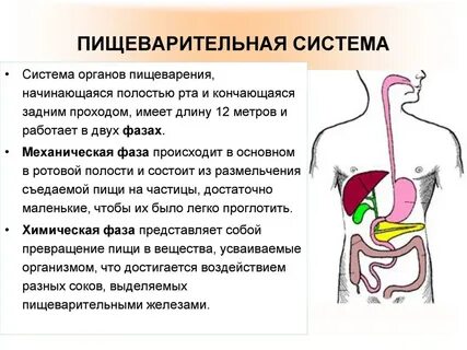 Круглые черви особенности пищеварительной системы органы пищеварения