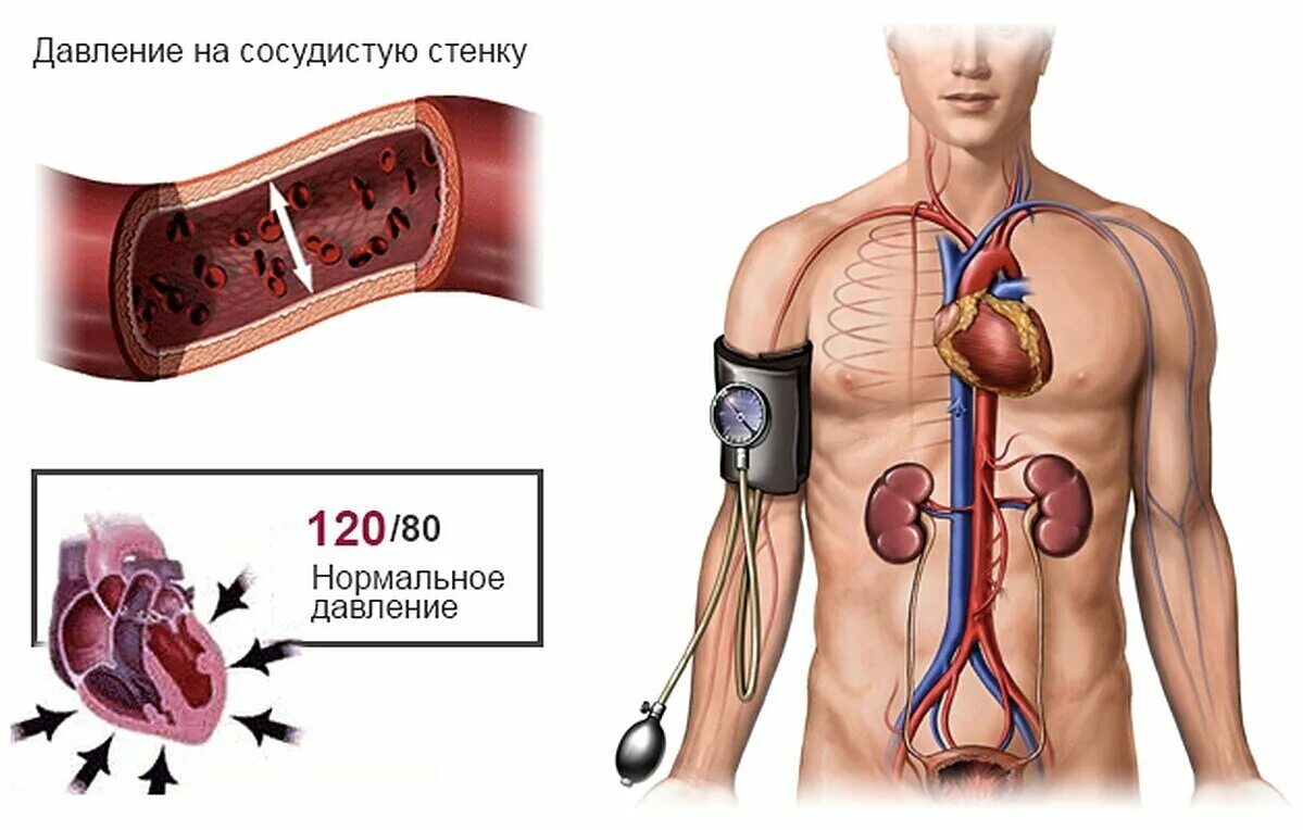 Падение давления крови. Кровяное давление. Давление крови. Кровяное давление в сосудах. Давление крови в артериях.