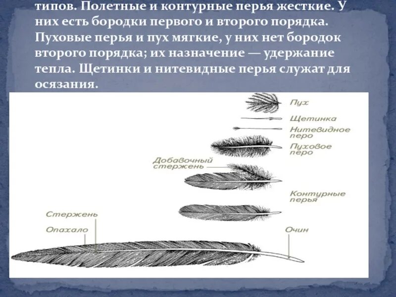 Сходства и различия контурного и пухового. Виды перьев. Строение пера и типы перьев. Строение контурного и пухового пера. Перо птицы строение.