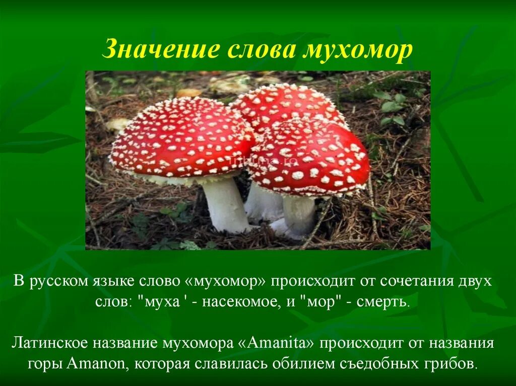 Гриб лексическое значение. Трубчатые грибы съедобные подберезовик. Задания по теме грибы. Подберезовик трубчатый гриб. Многозначные слова для детей.
