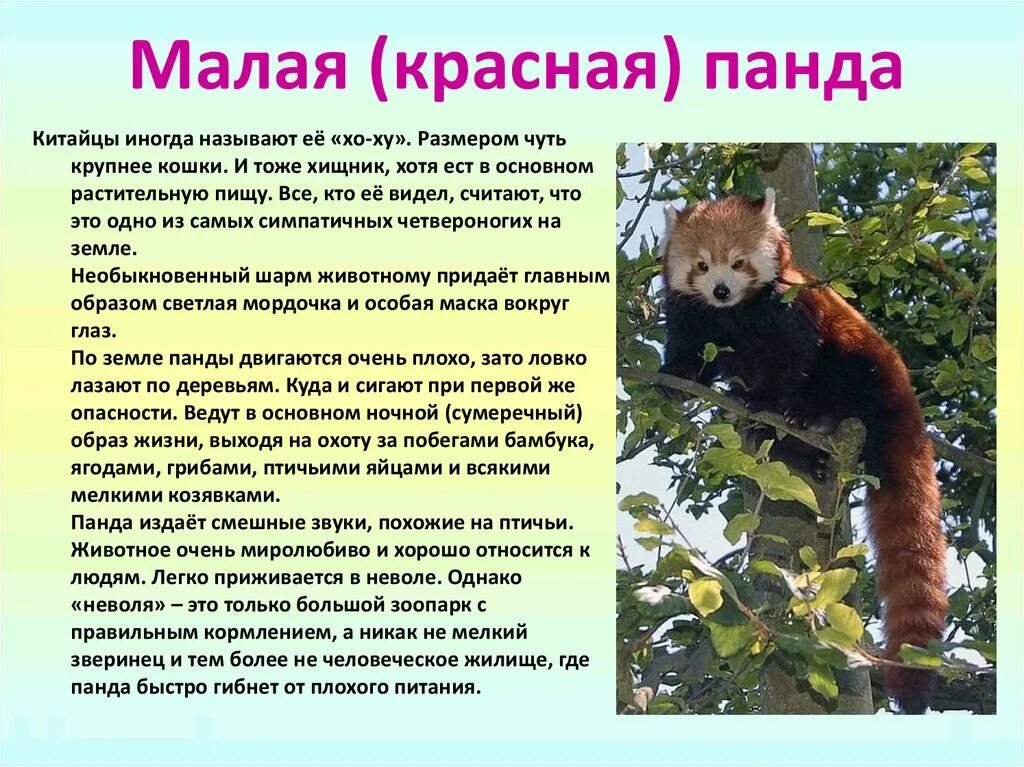 Сообщение про малую панду. Животные красной книги красная панда. сообщение о красной панде. красная панда доклад. животные красной книги малая панда.