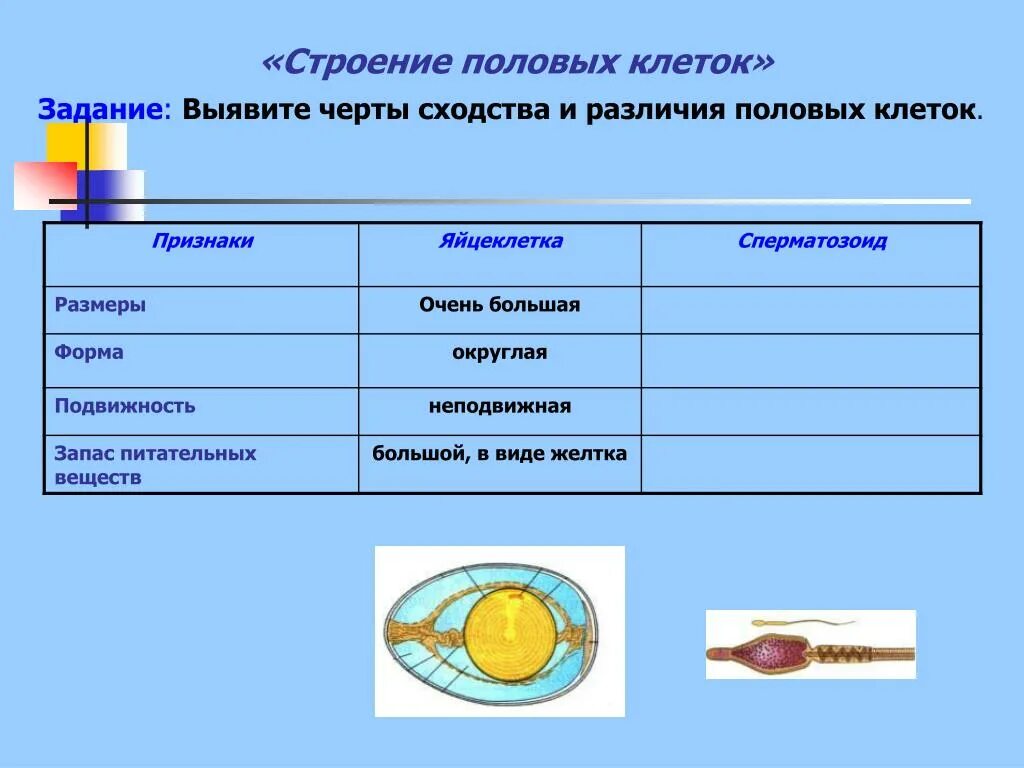 В каких структурах содержится запас питательных веществ. Строение половых клеток таблица 10 класс. Строение половой клетки таблица. Сравнение характеристик половых клеток таблица. Строение половых клеток таблица.