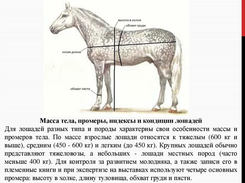 Вес лошади. Промеры лошади спереди. Живой вес лошади. Таблица веса лошадей. Вес лошади по промерам.