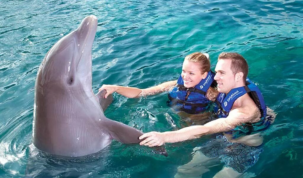 Бассейн Дельфин. Плавание с дельфинами. Купание с дельфинами. Дельфины для детей.