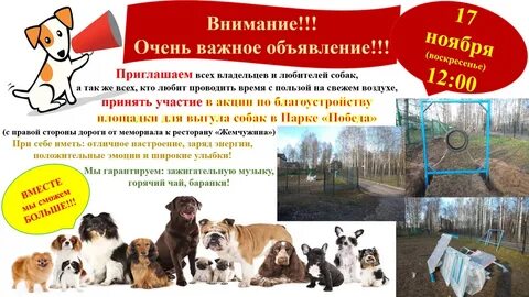Внимание собаки на хозяина